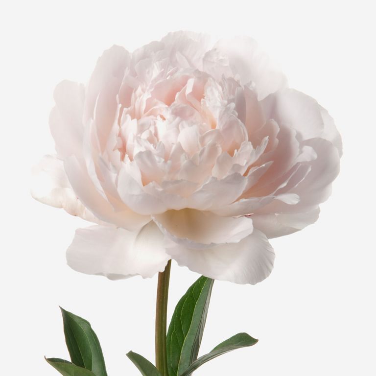 Powder Pink Peony | Pink Peony Flower Bouquet | FLOWERBX US