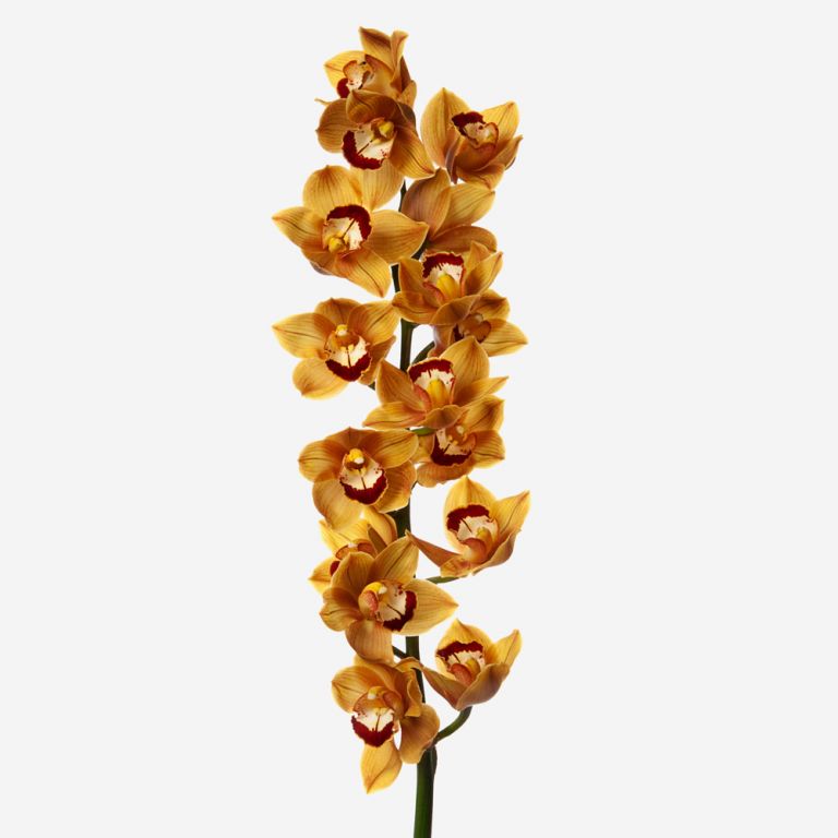 Toffee Cymbidium Cut Orchid 