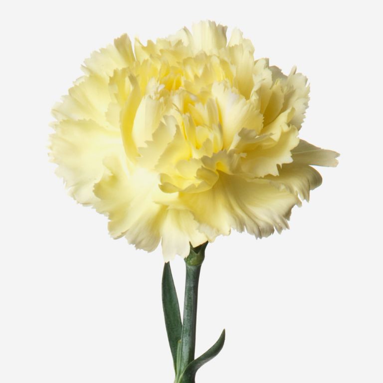 Pale Blonde Carnation 