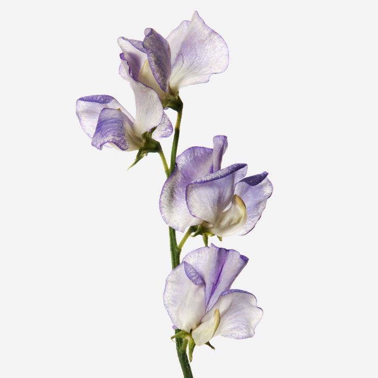 Frosted Lilac Sweet Pea 