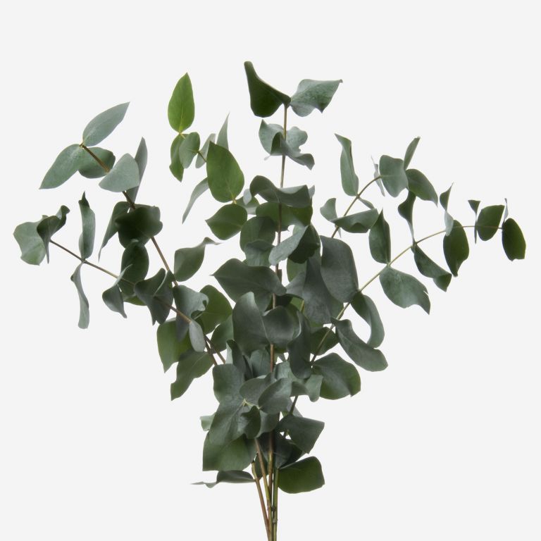 Green Cinerea Eucalyptus Foliage