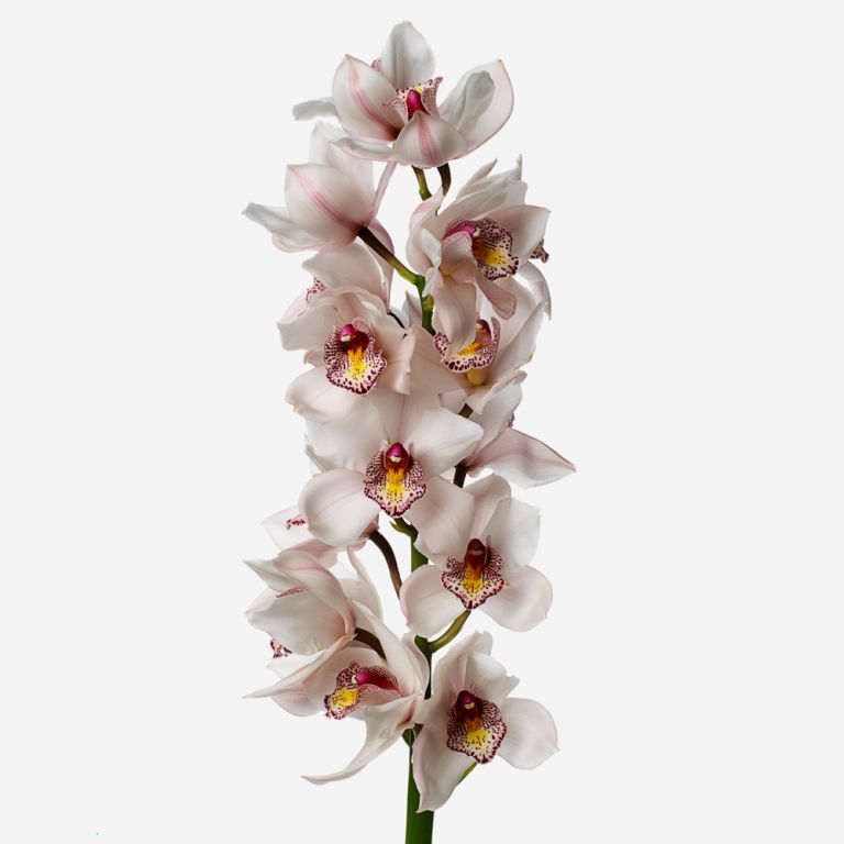 Pale Blush Cymbidium Cut Orchid 