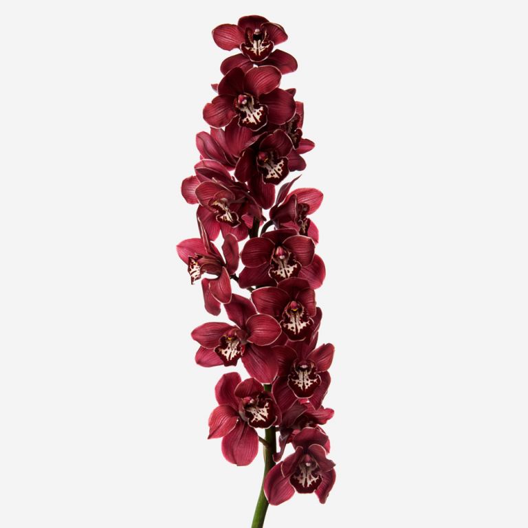 Claret Cymbidium Cut Orchid 