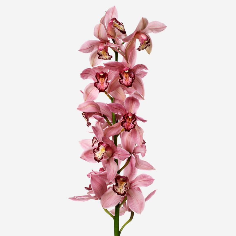 Dusty Rose Cymbidium Cut Orchid 