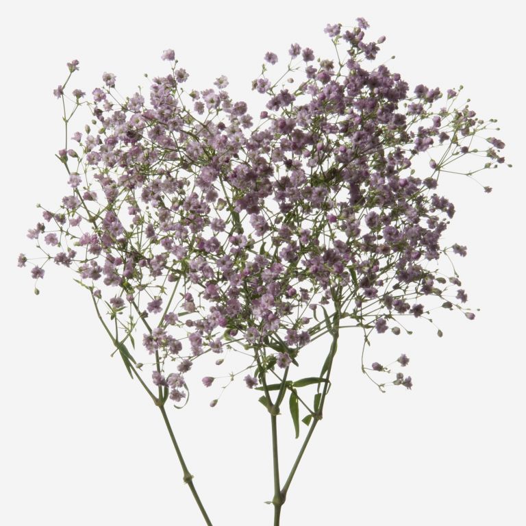 Lavender Kiss Baby S Breath Flowers Flowerbx