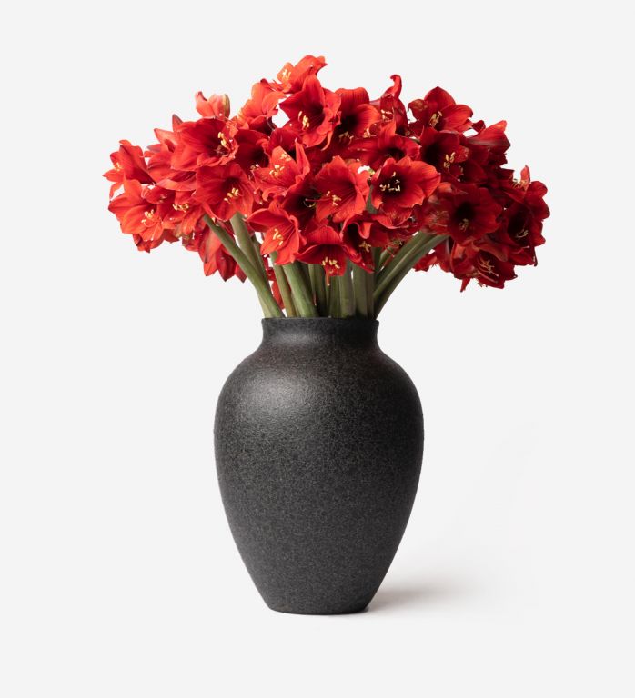Bordeaux Petit Amaryllis 20 stems in a Large Onyx Mayfair Vase