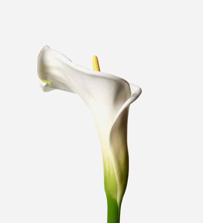 White Dove Arum Lily 