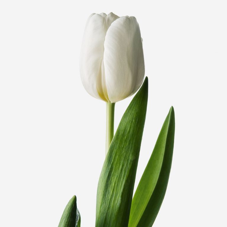 Ascot White British Tulip