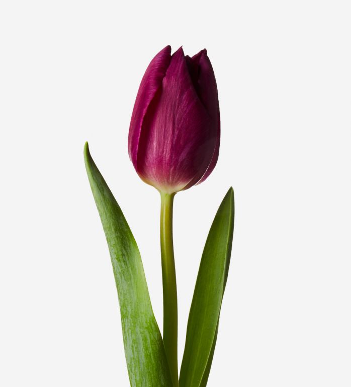 Crown Jewel British Tulip