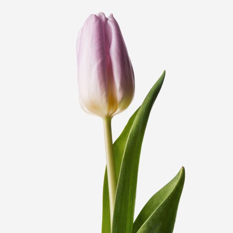 Monarchy Mauve British Tulip