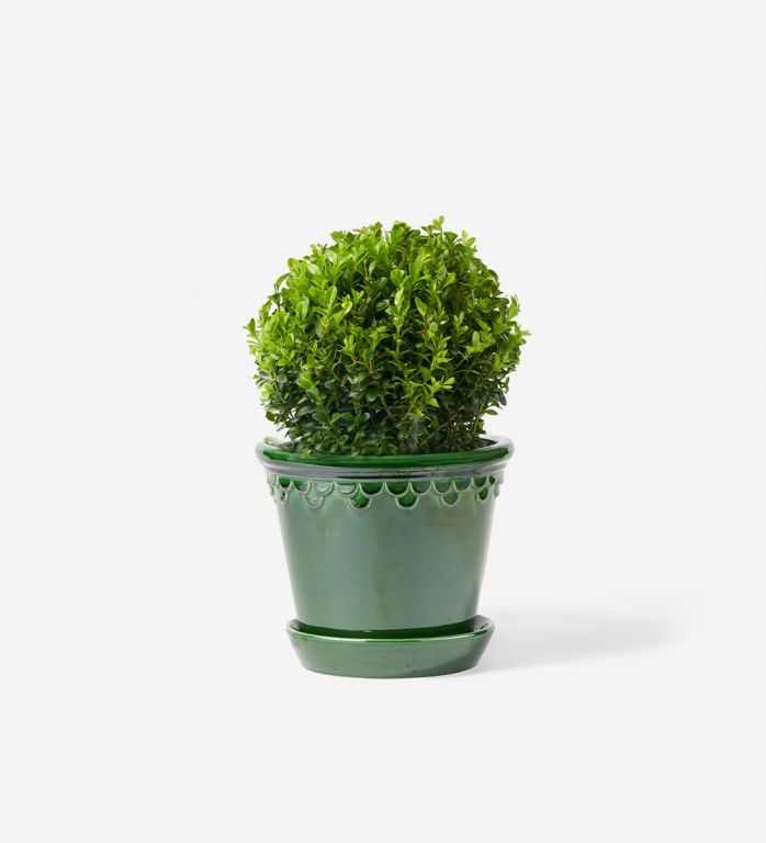 Potted Buxus Plant - Glazed Green Emerald Pot
