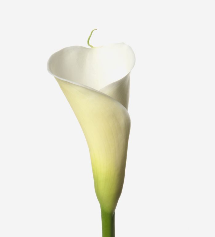 Modern White Calla Lily 