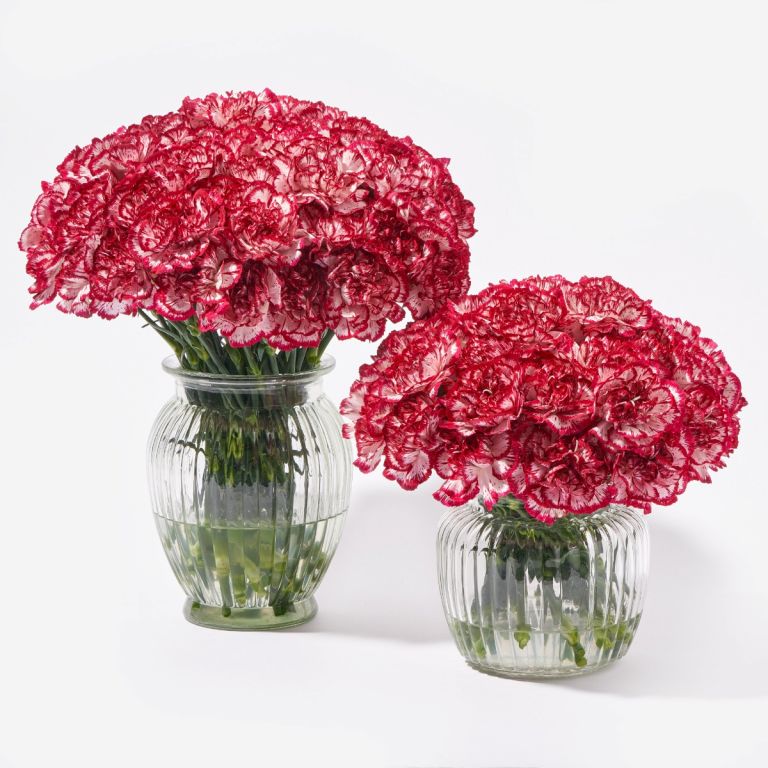 Double Windsor Carnation Vase Set