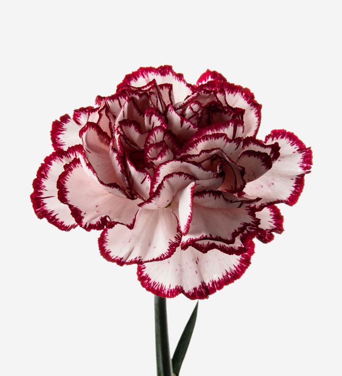 Candy Cane Carnation | Pink Carnations Bouquet | FLOWERBX US