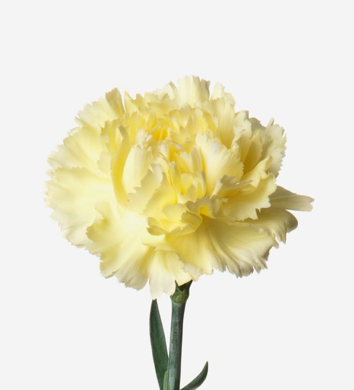 Pale Blonde carnation
