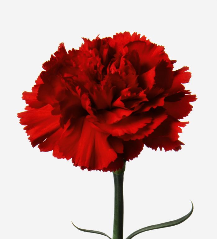 Red head carnation