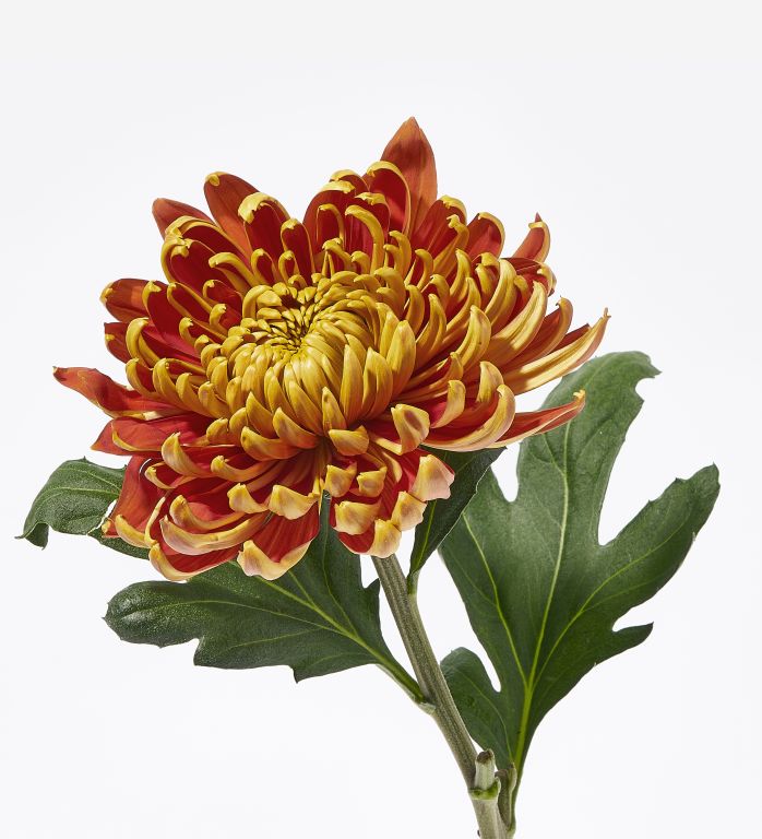 Fuego Chrysanthemum
