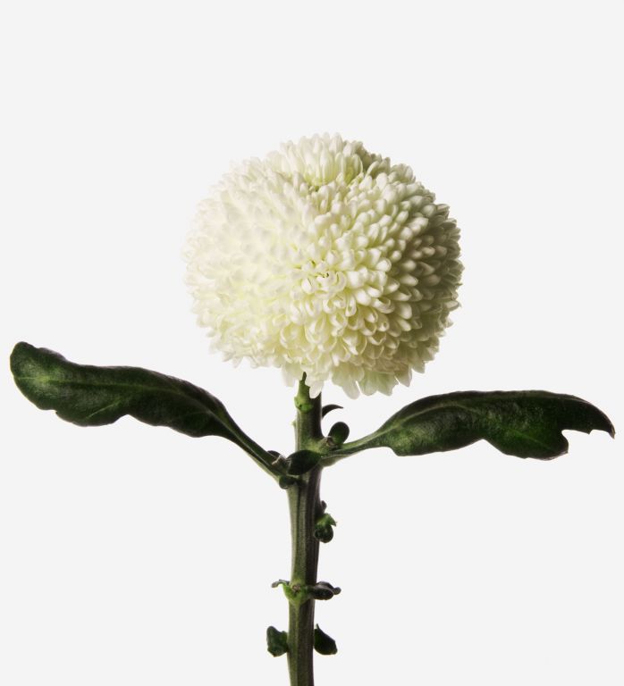 Snowball Chrysanthemum