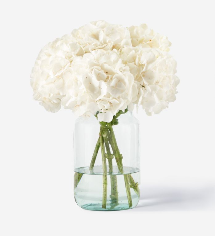 5 Stems of Cloud White Hydrangea in a Medium Apothecary Vase