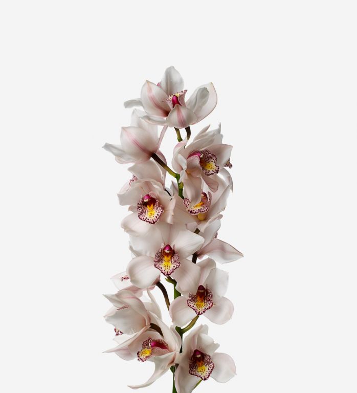 Pale Blush Cymbidium Cut Orchid 