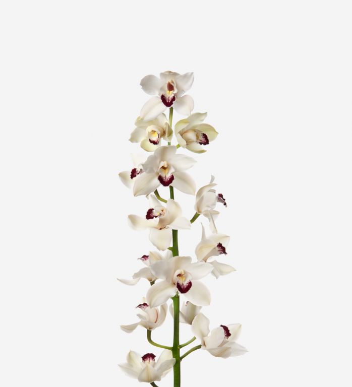 Powder White Cymbidium Cut Orchid 