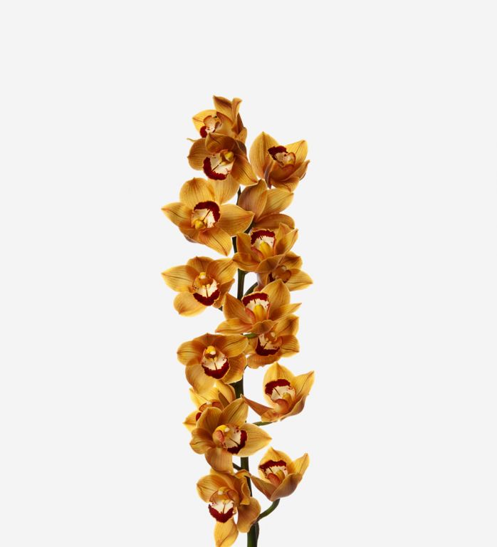 Toffee Cymbidium Cut Orchid