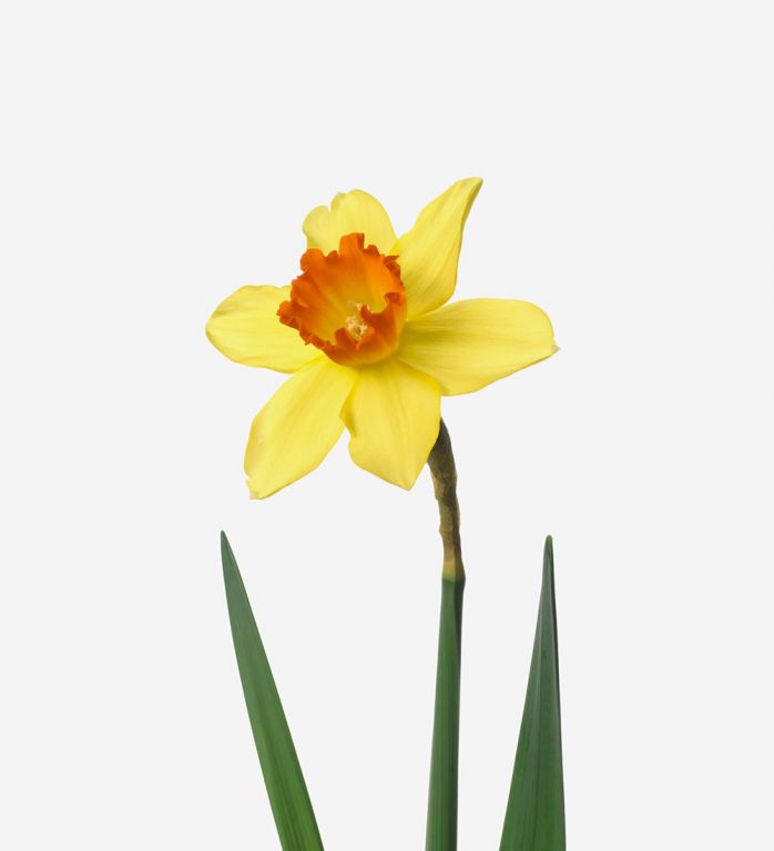 Sunshine Daffodil