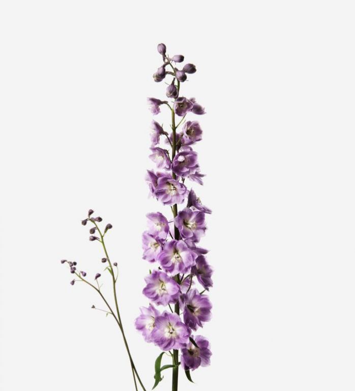 Dusty Lilac Delphinium