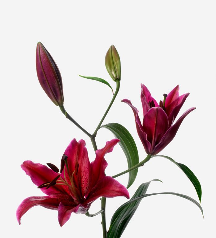 Mambo Red Long-Stem Deluxe Lily 