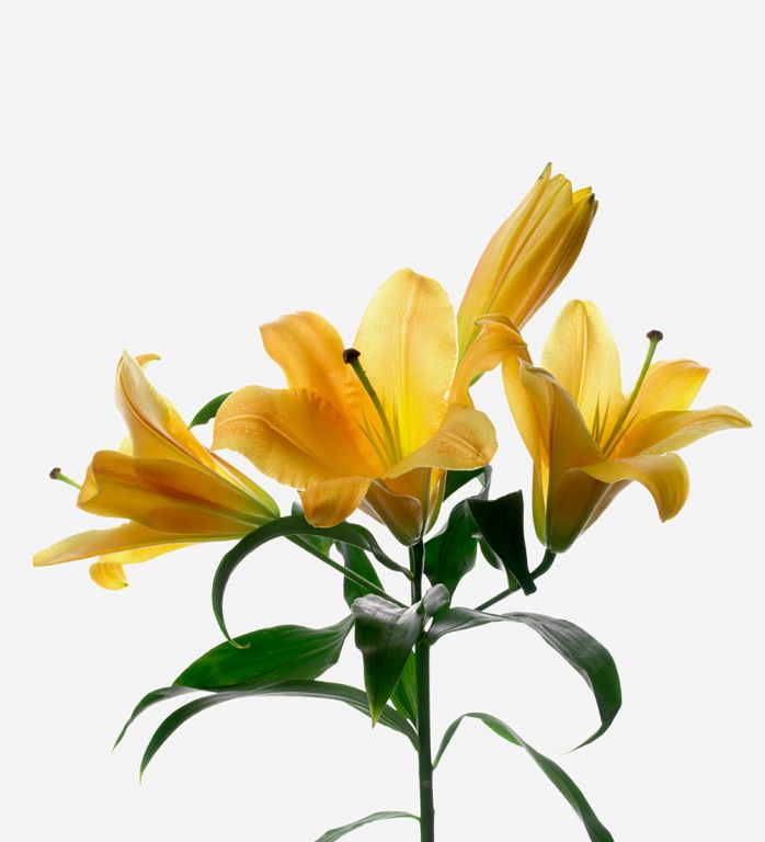 Saltarello Apricot Long-Stem Deluxe Lily 