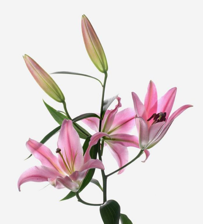 Sorbonne Pink Long-Stem Deluxe Lily