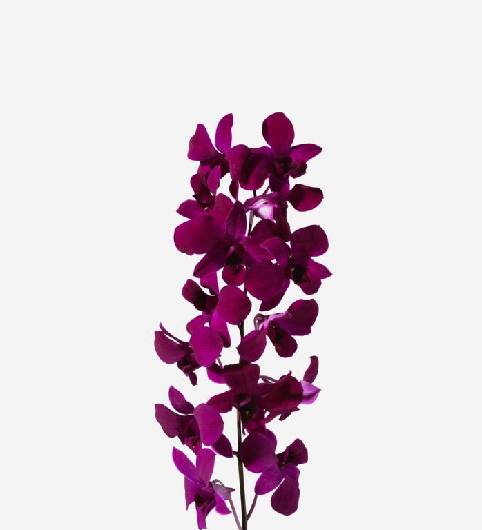 Cabernet Dendrobium Cut Orchid