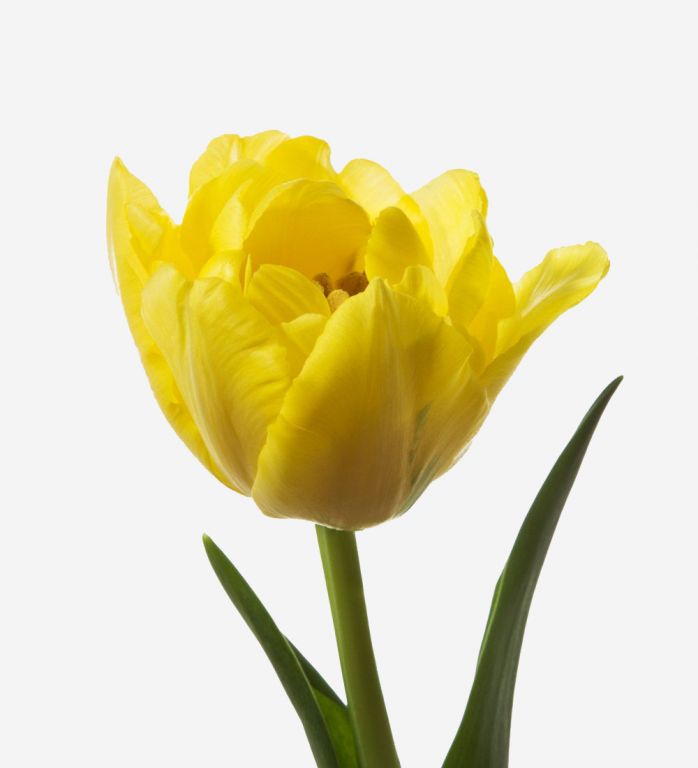 Mellow Yellow Double Tulip