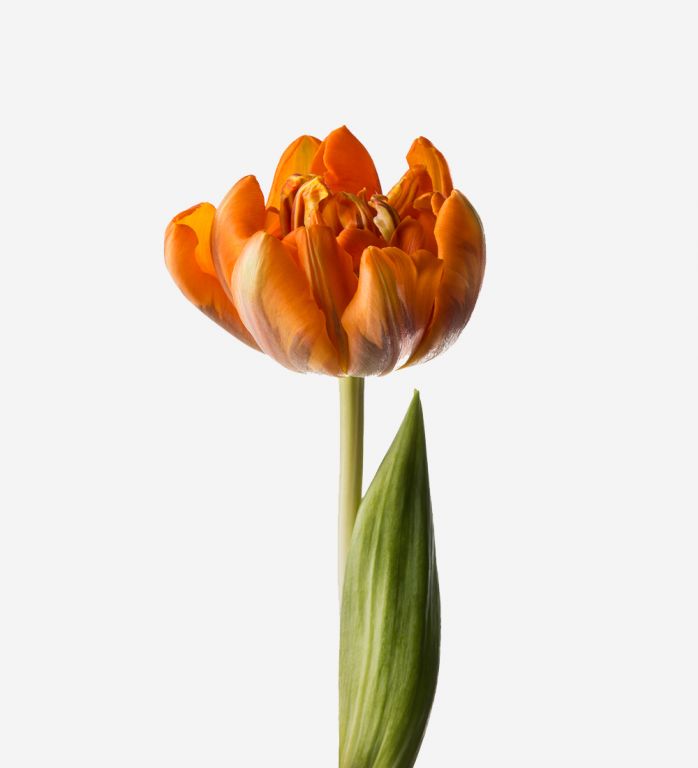 Palomino Double Tulip