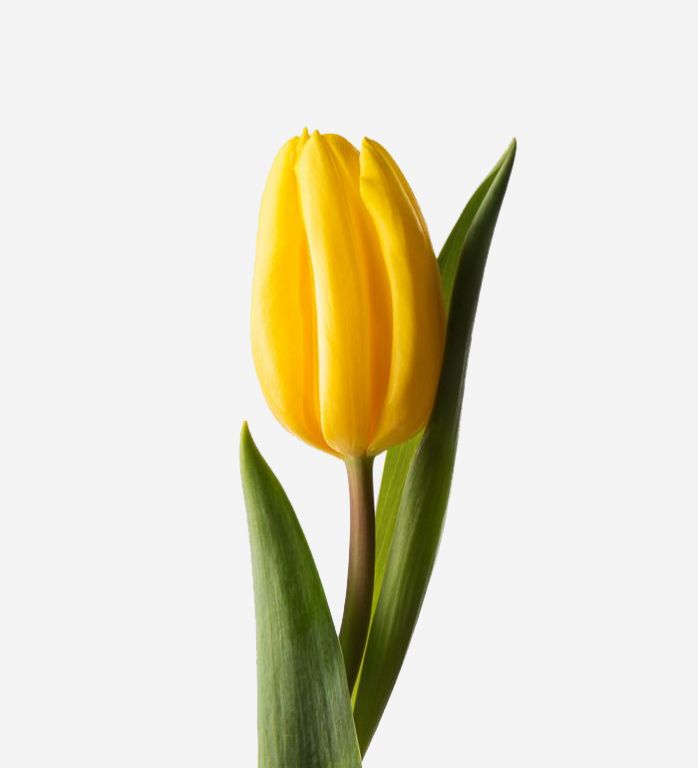 Canary Dutch Tulip