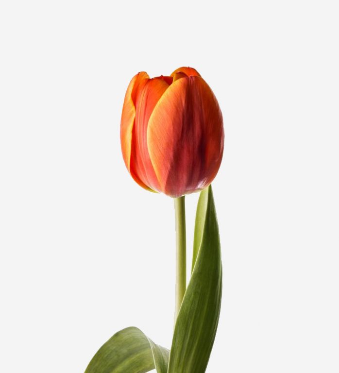 Persimmon Dutch Tulip