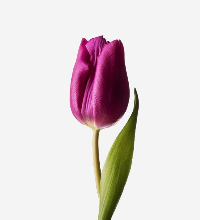 Violacious Dutch Tulip 