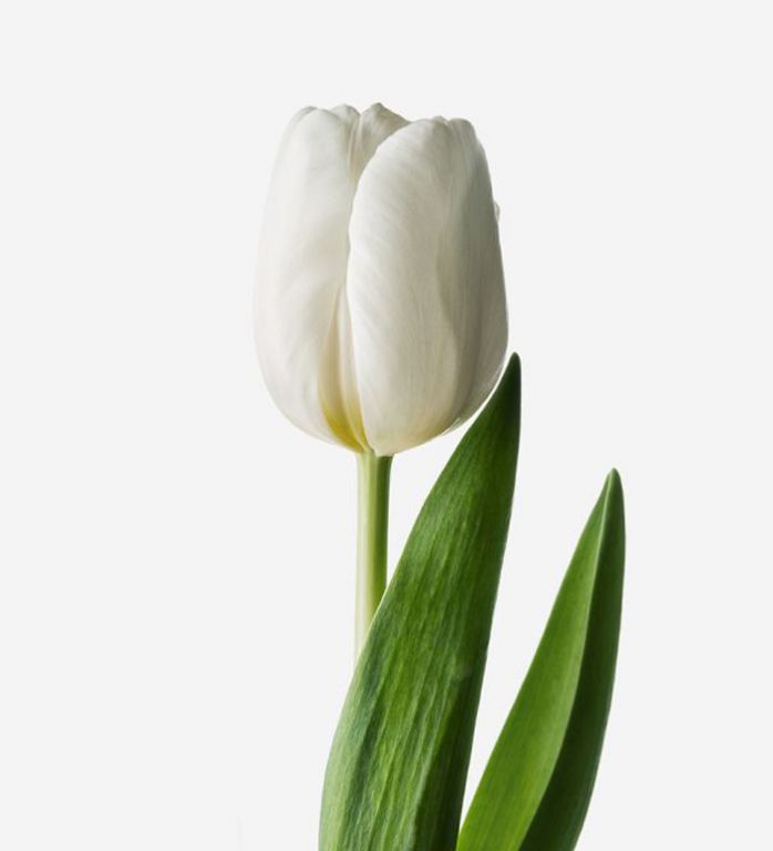 White Hot Dutch Tulip 
