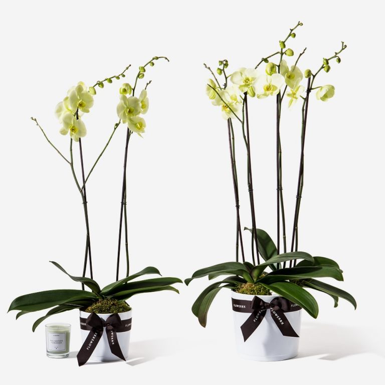 Buttermilk Orchid Plant
