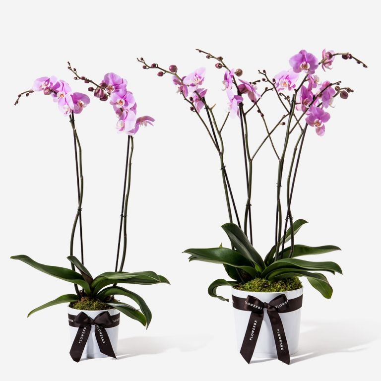 Lady Pink Orchid Plant