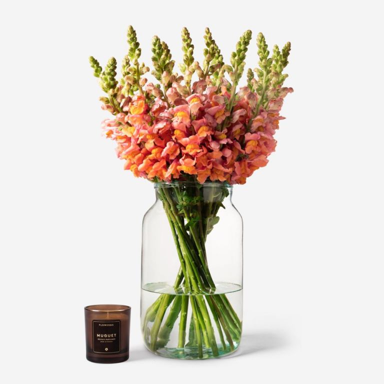 Snapdragon and Apothecary Vase Set