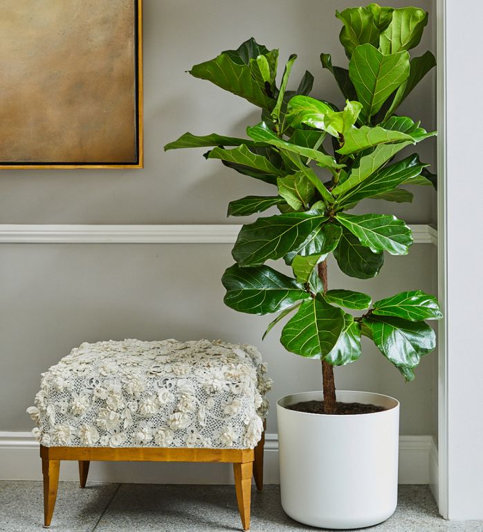 Fiddle Leaf Fig Tree With Mid-Century Pot Extra Large 5 ½ - 6 ½ ft tall,  potted plant, shipped by Léon & George