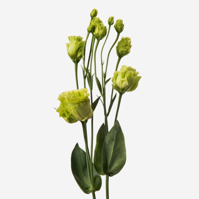 Lisianthus Chartreuse