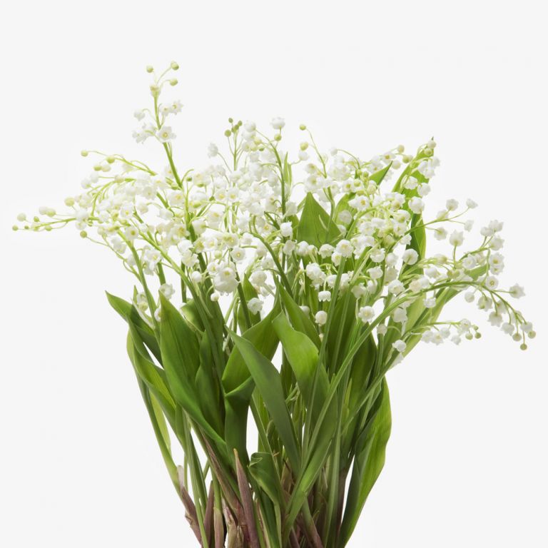 Lily Of The Valley Flower Lily Of The Valley Bouquet Flowerbx Uk