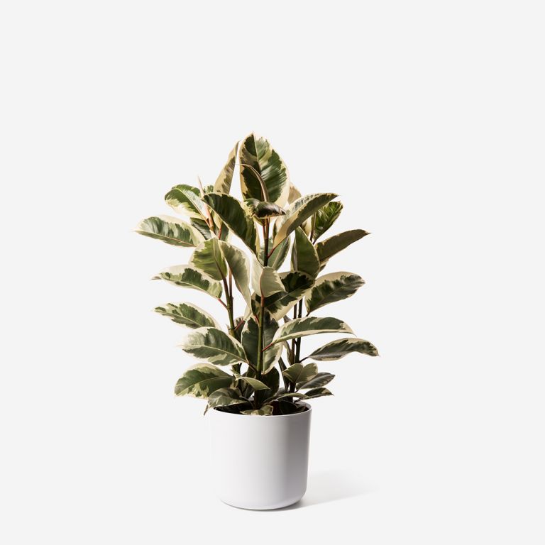 Camouflage Rubber Plant