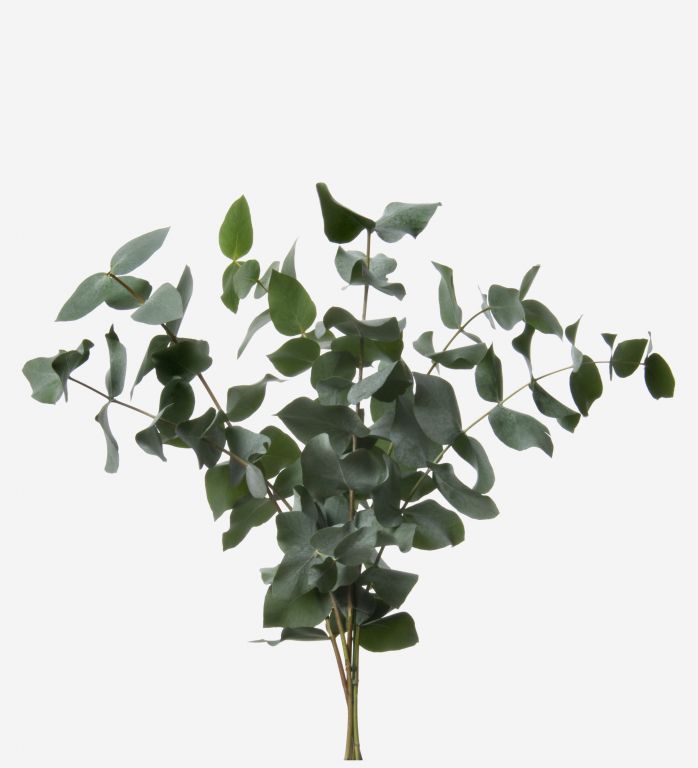 Green Cinerea Eucalyptus Foliage