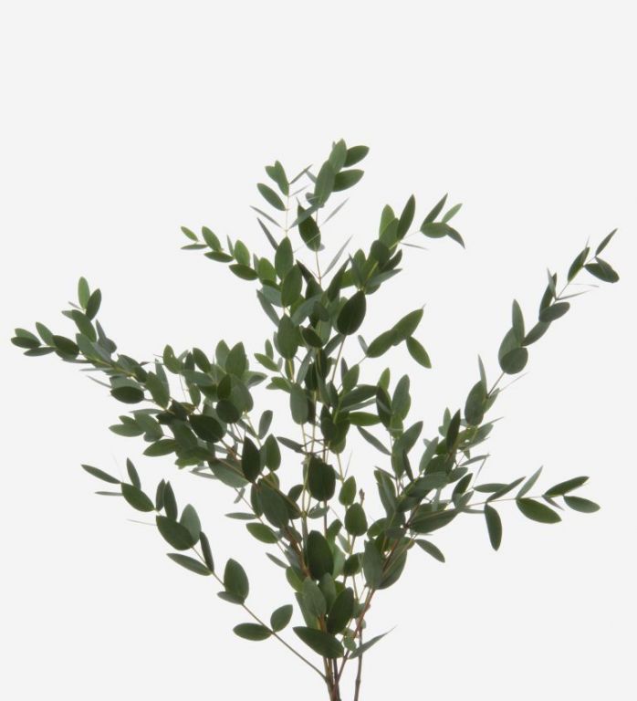 Green Parvifolia Eucalyptus Foliage