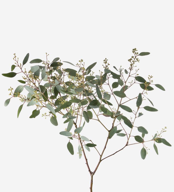 Seeded eucalyptus populous Foliage