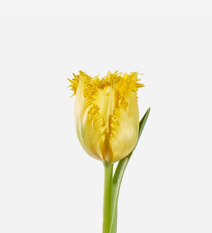 Lemon Sherbet Fringed Tulip