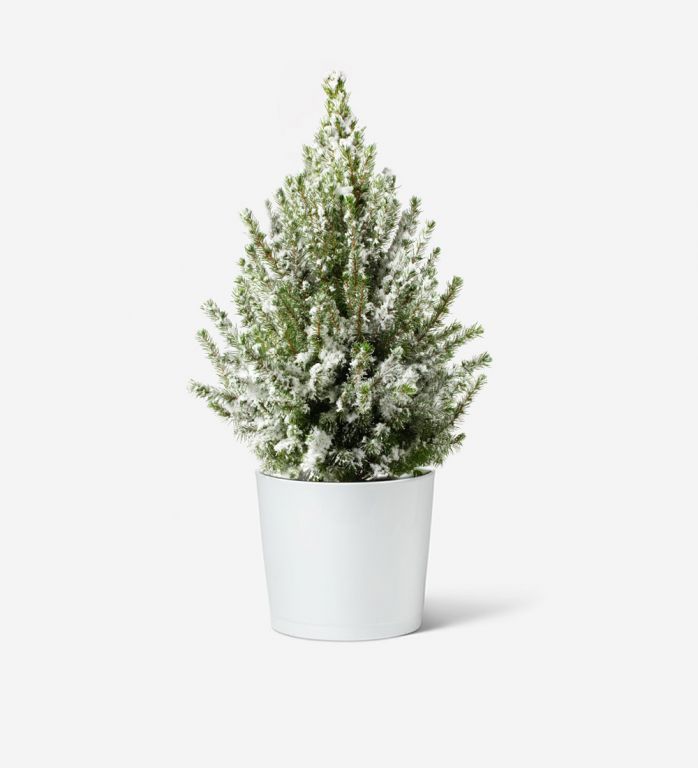 Miniature Frosted Tree with White Ceramic Pot